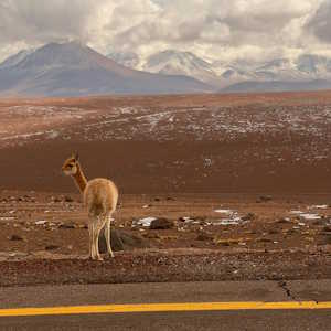 Chile Atacama Desert with animal