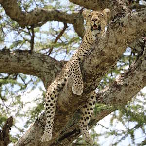 Tanzania Fauna Cheetah