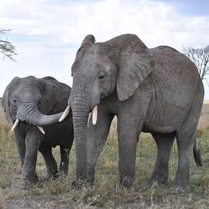 Tanzania Fauna Elephants