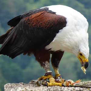 Tanzania Fauna Fish Eagle