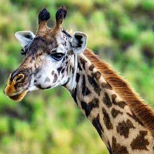 Tanzania Fauna Giraffe