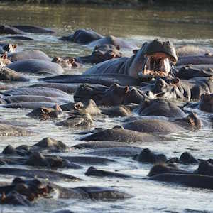 Tanzania Fauna Hippopotamus