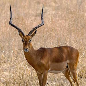 Tanzania Fauna Impala Antelope