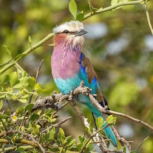 Tanzania Fauna Lilac-breasted roller