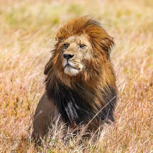 Tanzania Fauna Lion