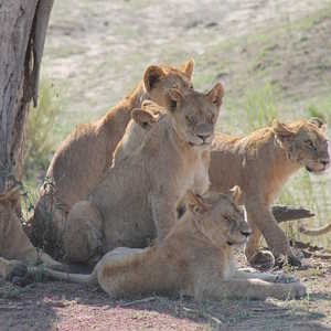 Tanzania Fauna Lions