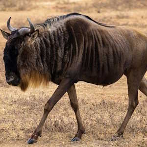 Tanzania Fauna Wildebeest