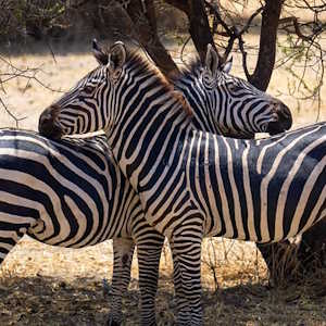 Tanzania Fauna Zebra