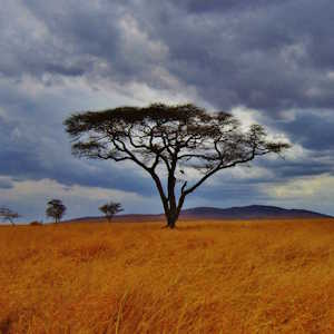 Tanzania Flora Acacia