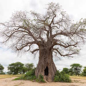 Tanzania Flora Baobab