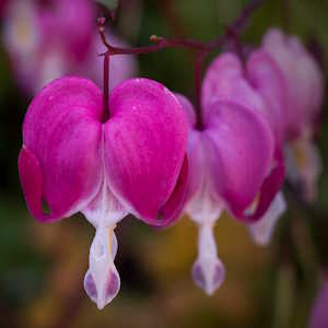 Tanzania Flora Pacific Bleeding Heart