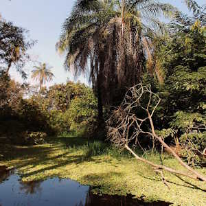 The Gambia Destinations Abuko Nature Reserve