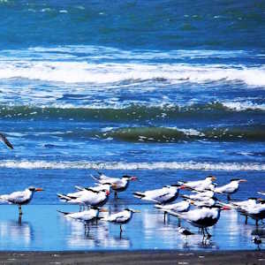 The Gambia Destinations Kartong beach
