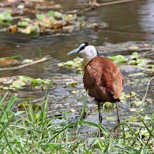 The Gambia Fauna African Jacana