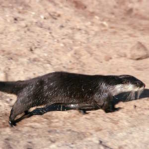The Gambia Fauna African clawless otter