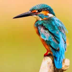 The Gambia Fauna Kingfisher
