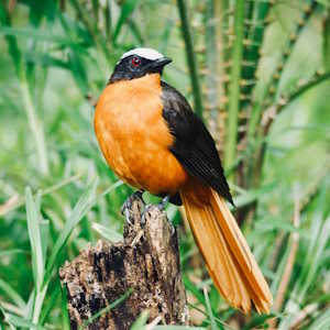 The Gambia Fauna Robin Chat Bird