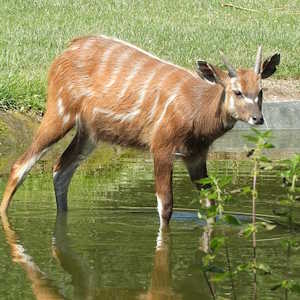 The Gambia Fauna Sitatunga