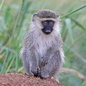 The Gambia Fauna Vervet monkey