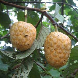The Gambia Flora Annona senegalensis