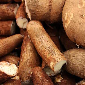 The Gambia Flora Cassava