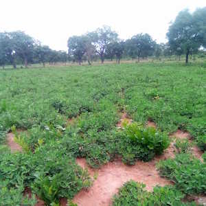 The Gambia Flora Groundnut plant
