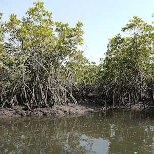 The Gambia Flora Mangrove