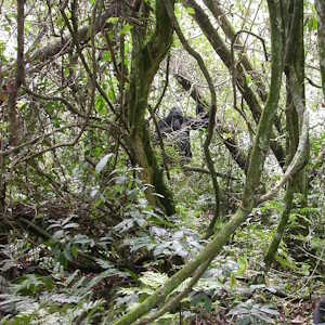 Uganda Destinations Bwindi Impenetrable Forest