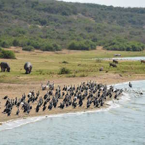Uganda Destinations Kazinga Channel