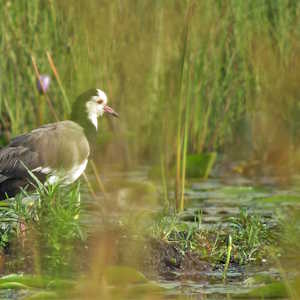 Uganda Destinations Mabamba Swamp