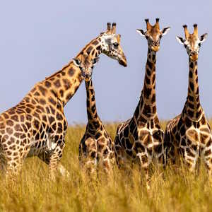 Uganda Destinations Murchison Falls National Park