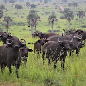 Uganda Fauna Buffalos