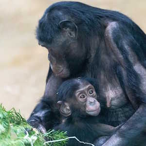 Uganda Fauna Chimpansee