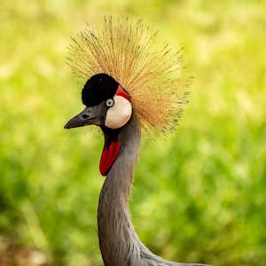Uganda Fauna Crested Crane