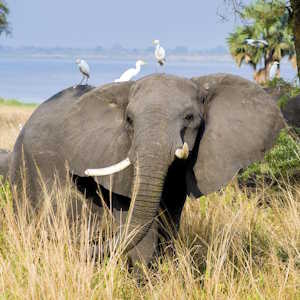 Uganda Fauna Elephant