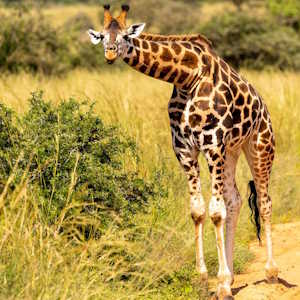 Uganda Fauna Giraffe