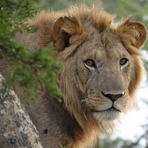 Uganda Fauna Lion