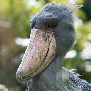 Uganda Fauna Shoebill Stork