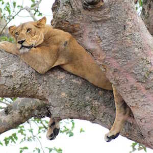 Uganda Fauna Tree climbing Lion