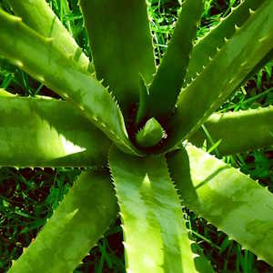 Uganda Flora Aloe Vera