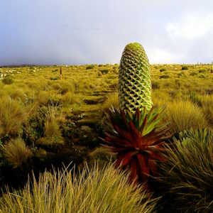 Uganda Flora Giant Lobelia
