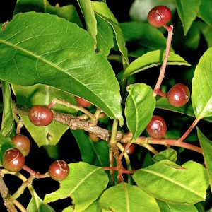 Uganda Flora Prunus Africana
