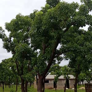 Uganda Flora Shea Butter Tree