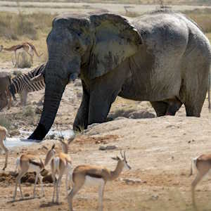 Africa Ecotourism Fauna Elephant with Gazelles