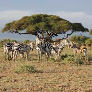 Ecotourism Fauna Zebras