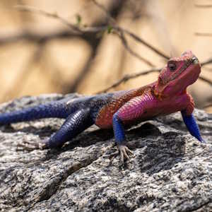 Africa Ecotourism Fauna Iguana in Tanzania