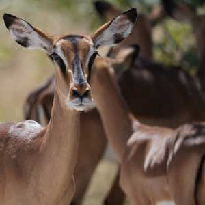 Africa Ecotourism Fauna Impala