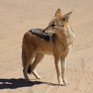 Africa Ecotourism Fauna Jackal