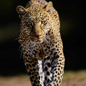 Africa Ecotourism Fauna Leopard