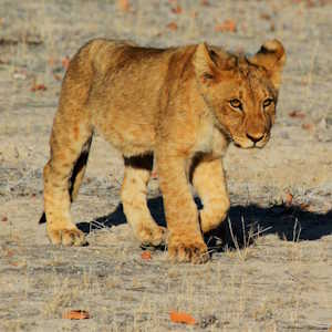 Africa Ecotourism Fauna Lion Cub